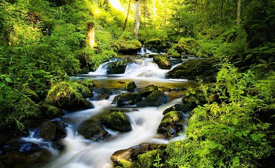 היער השחור black forest germany  עצים