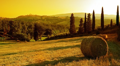 טוסקנה - hay bale תמונות של שדות צילומים    עצים  hay bale    - שקיעה  - טוסקנה