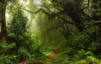 שביל טרופישביל טרופי humid tropical path