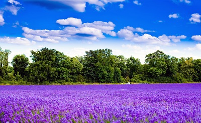 שדה לוונדר lavender fieldשדה לוונדר lavender field
