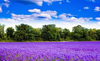 שדה לוונדר lavender field