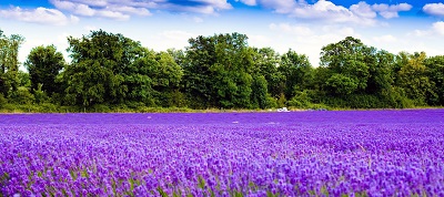 שדה לוונדר lavender fieldשדה לוונדר lavender field