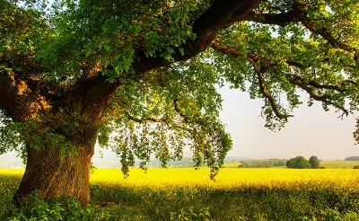 oak tree  עצים