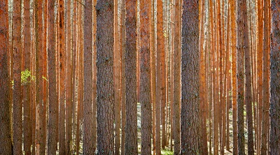  pine forest