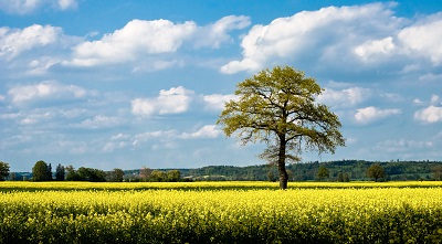 שדה צהוב ועץ