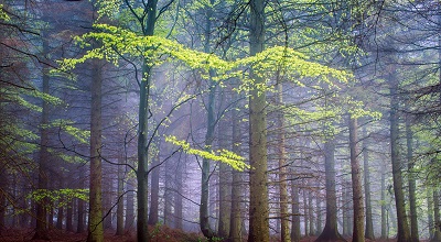  spring forest in fog