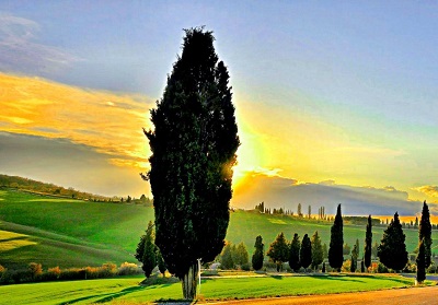  sun of tuscany