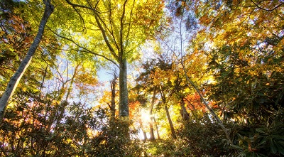  sunlight through trees