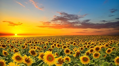 שקיעה מעל שדה חמניות  sunset over sunflowers field