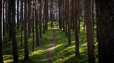 יעריער   the forest  עצים 