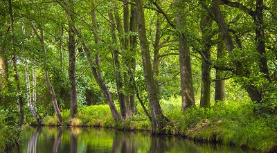 שלווה  the_spreewald tranquility