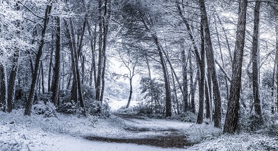 שלג לא צפוישלג לא צפוי _unexpected_snowfall