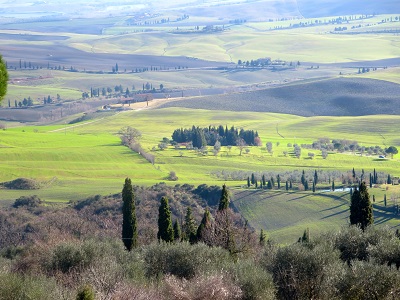 עצים טוסקנה איטליה  Italy Tuscany