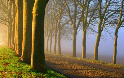  דרך עם ערפילים  foggy-road-sunrise