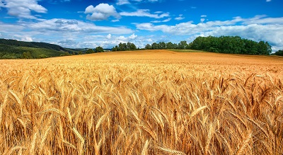 שדה חיטה   golden wheat field