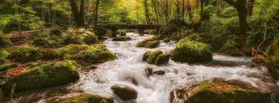  מפל זרם יער  forest stream