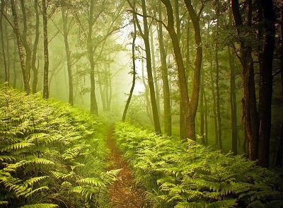 	עצים	  מפל זרם מעבר יער  forest path