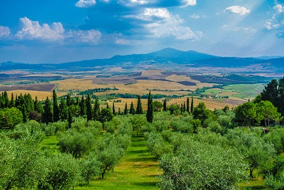  pienza  עצים    טוסקנה