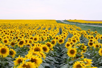 חמניות -Sunflower    	תמונות של שדות צילומים