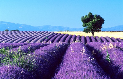 שדות לבנדר  סגולים פרובנס 	תמונות של שדות צילומים    שדות לבנדר  סגולים פרובנס -lavender-field-france-provence-summer
