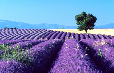 שדות לבנדר  סגולים פרובנס -lavender-field-france-provence-summer