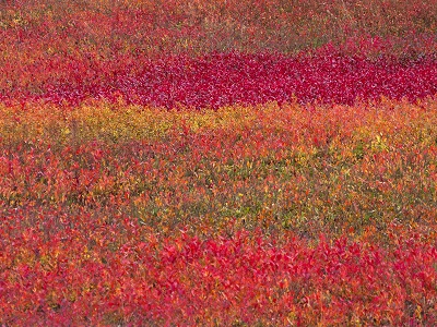 שדה אֻכְמָנִיות	תמונות של שדות צילומים  שדה אֻכְמָנִיות  -Landscape-Autumn-Foliage-Blueberry-Fields