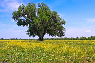 אלון -Lone_Oak_in_Saint_Bernard_Parish