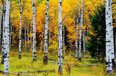 עצים -autumn_forest_trees_nature