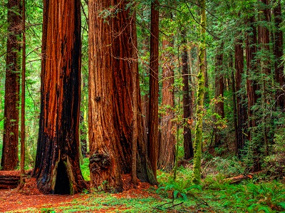 יער forest_trees_nature   	עצים 