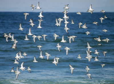  ים  שחפים  -  sea, SEAGULLS  nature