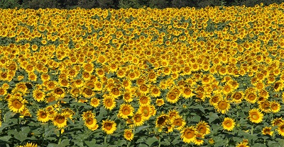 שדה חמניות  sunflowers  	תמונות של שדות צילומים 