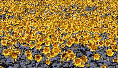 שדה חמניות  sunflowersשדה חמניות  sunflowers