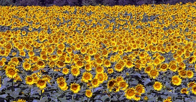 שדה חמניות  sunflowers