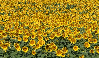 שדה חמניות  sunflowers  תמונות של שדות צילומים 