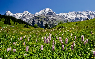 שוויץ שוויץ  _Bernese_Oberland_Switzerland