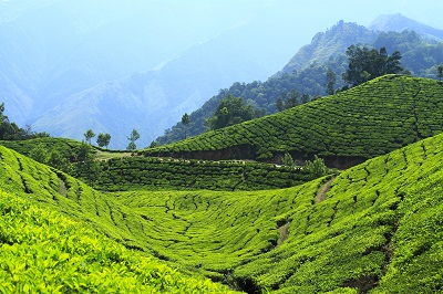 שדות תה הודו _Munnar, India, in the tea estates