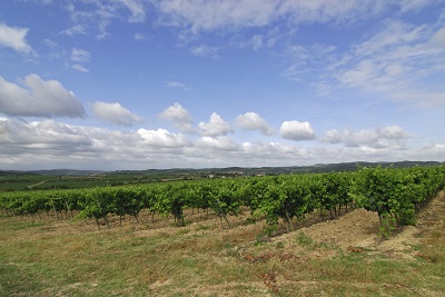 נוף _Vineyards-in-Limoux