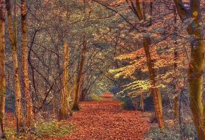 סתיו אדום --autumn_forest_trees_road_landscape