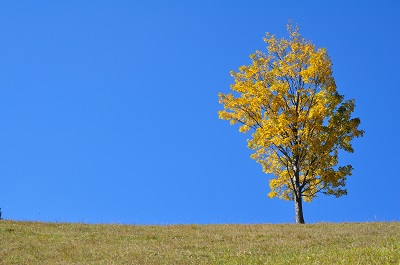  העונה הזהובה Autumn_landscape-The_golden_season