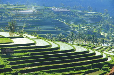 טרסות אורז - באלי   bali rice terrace