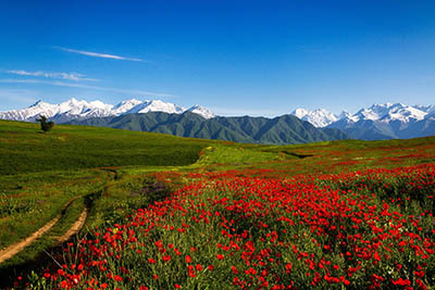 נוף הרים ופרחי בר  Scenery_Mountains_Fields_Poppies_Grass_Trail_Nature_Flowers