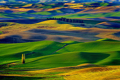 Amazing Colorful Hills_Palouse Valley   	תמונות של שדות צילומים 