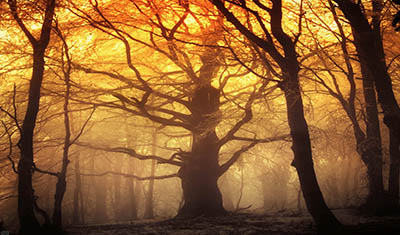 יער שקיעה    עצים   landscape_nature_tree_forest_woods_autumn