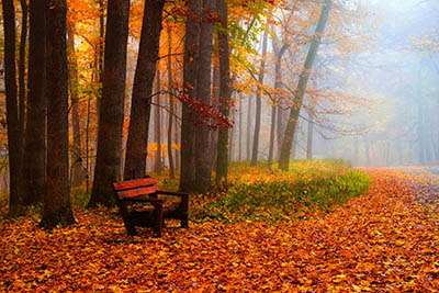 סתיו  autumn_path_nature_fall_bench_leaves_woods