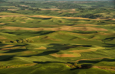 נוףתמונות של שדות צילומים  נוף   Spring in The Palouse