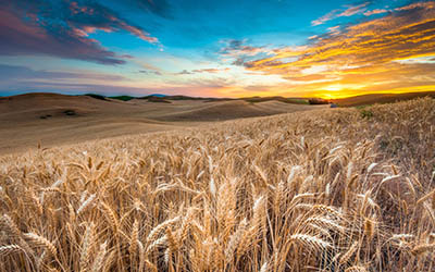שדה חיטה  	תמונות של שדות צילומים   שדה חיטה  שקיעה    nature_sky_landscape_field_clouds_wheat_grass
