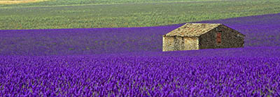  פרובנס - צרפת Fields of Lavender in Provence  צרפת