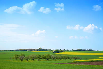 נוף כפרי  טוסקנה איטליה  fields trees italy road Tuscany