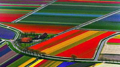 שדות פרחים - הולנד   Aerial View of Tulip Flower Fields- Amsterdam- The Netherlands