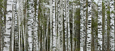  עצים  Birches_near_Novosibirsk_in_Autumn